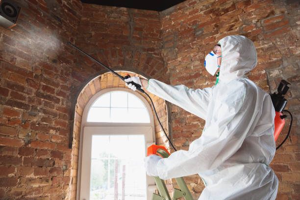 Best Mold Damage Restoration  in USA